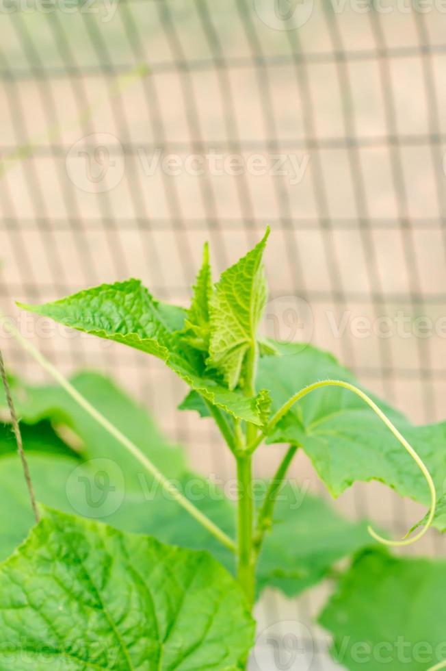 growing cucumbers in greenhouse 9979781 Stock Photo at Vecteezy