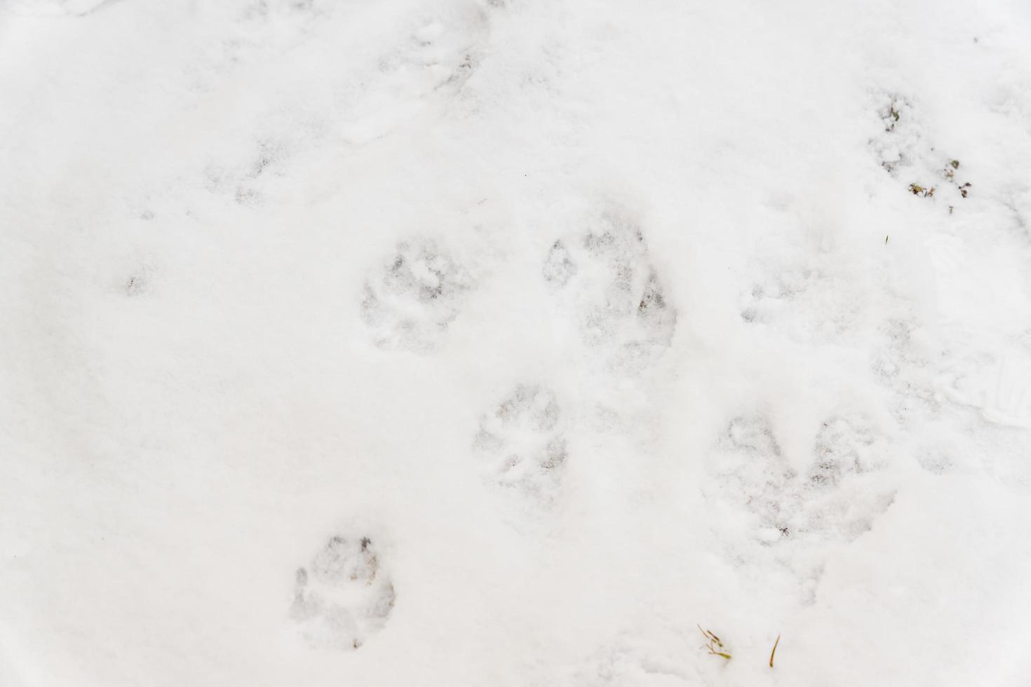 dog traces on white snow photo