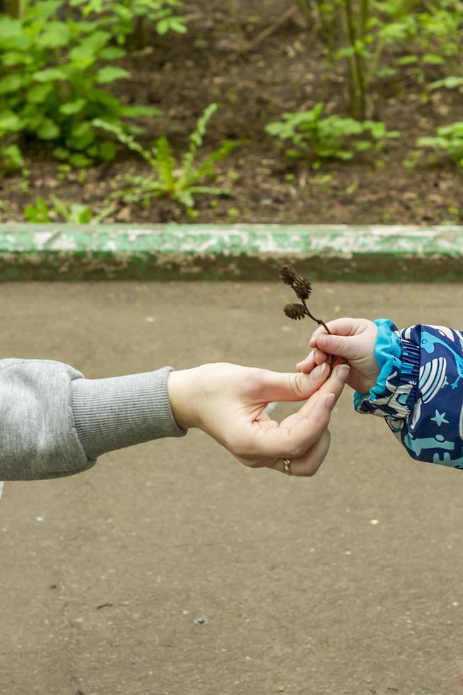 mother gives a branch with cones to her son photo