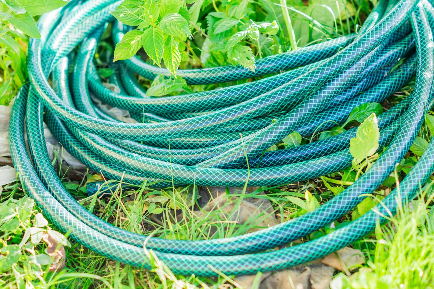 rolled green watering hose lying in grass photo
