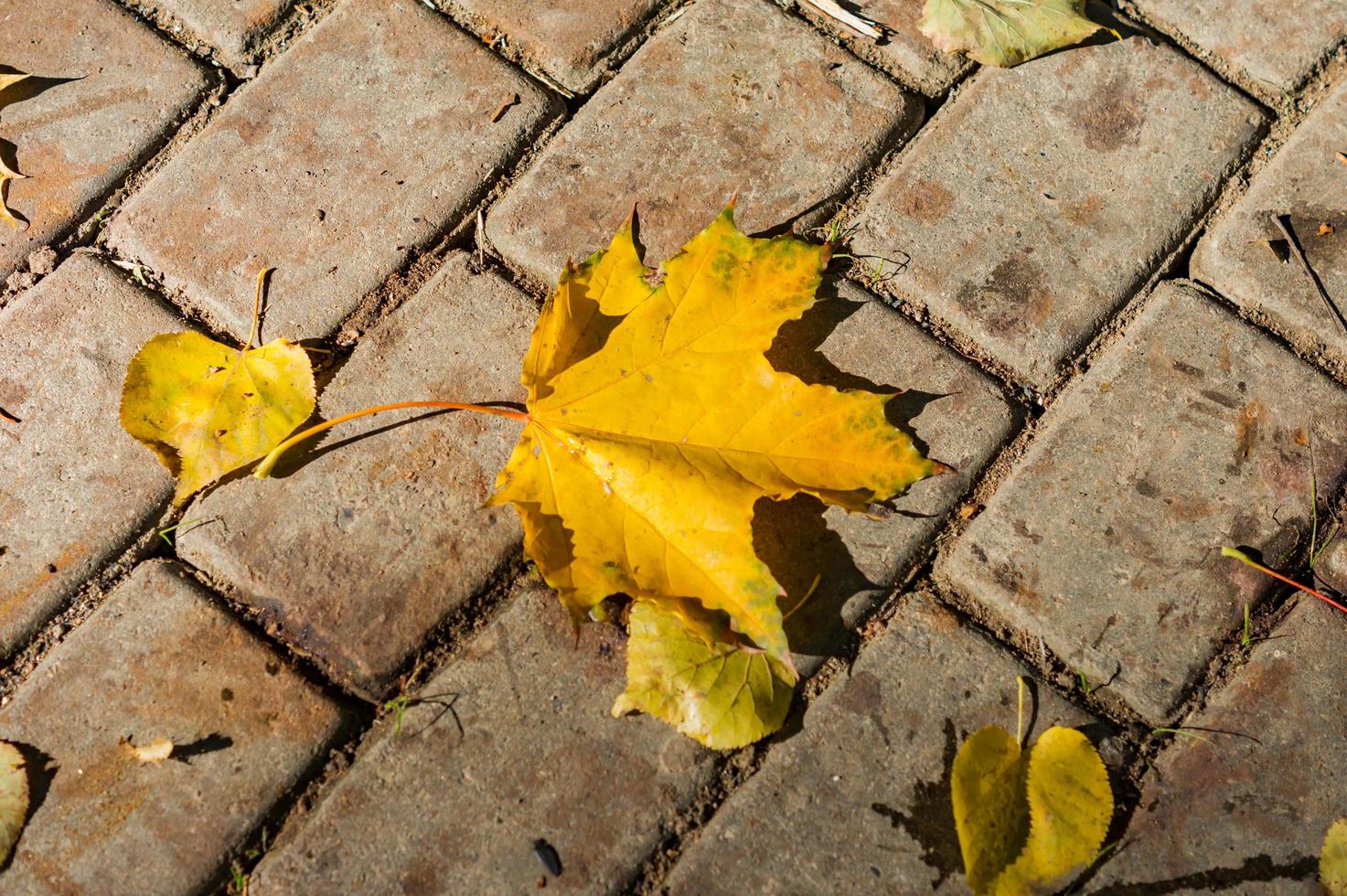 maple leaf on a brick road photo