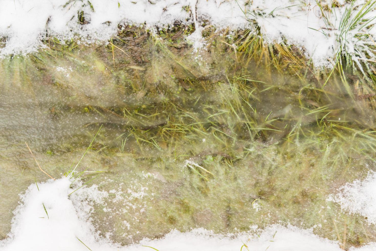 stream covered with ice with frosen grass inside photo