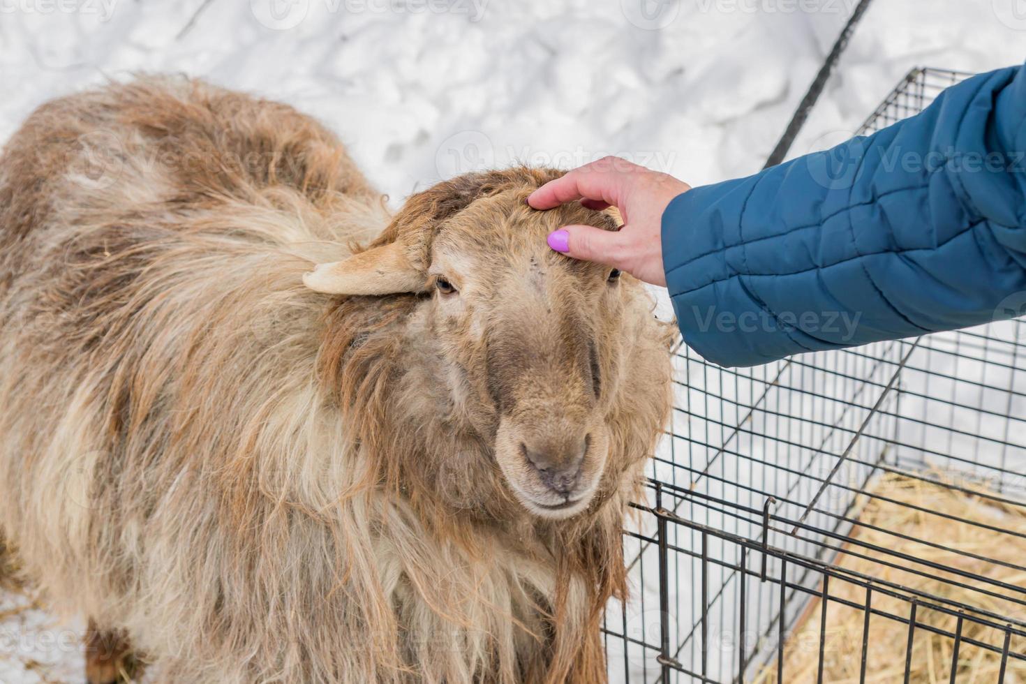woman in blue jacket trokes a sheep photo