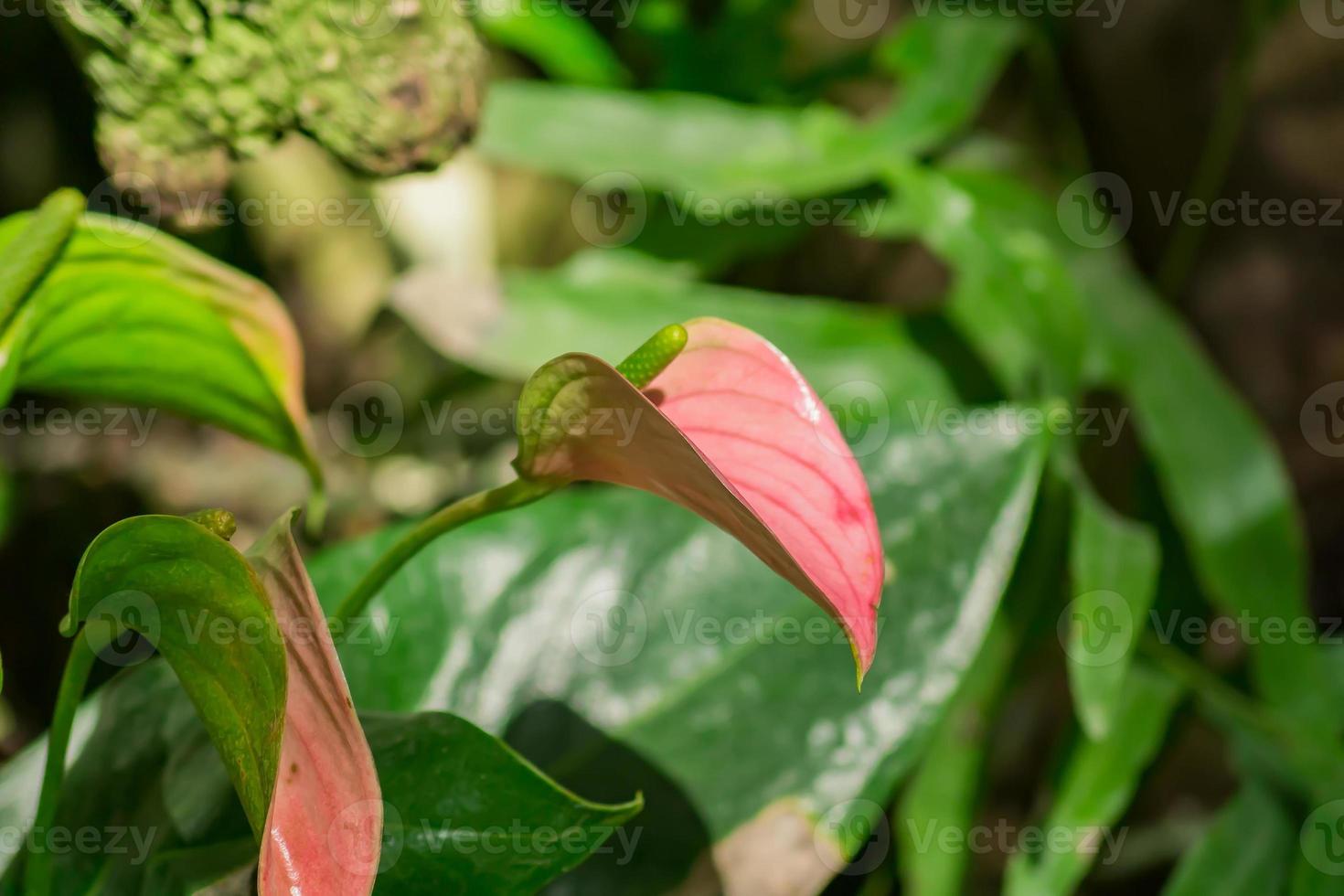 closeup of blooming anthurium flower photo