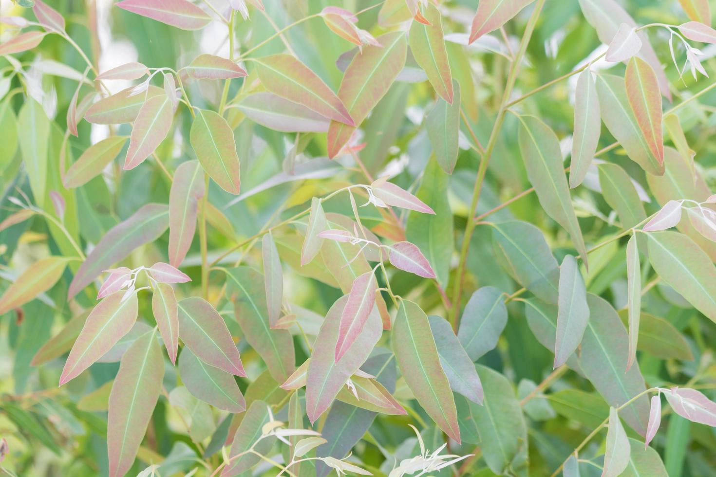 Eucalyptus leaves. branch eucalyptus tree nature background photo
