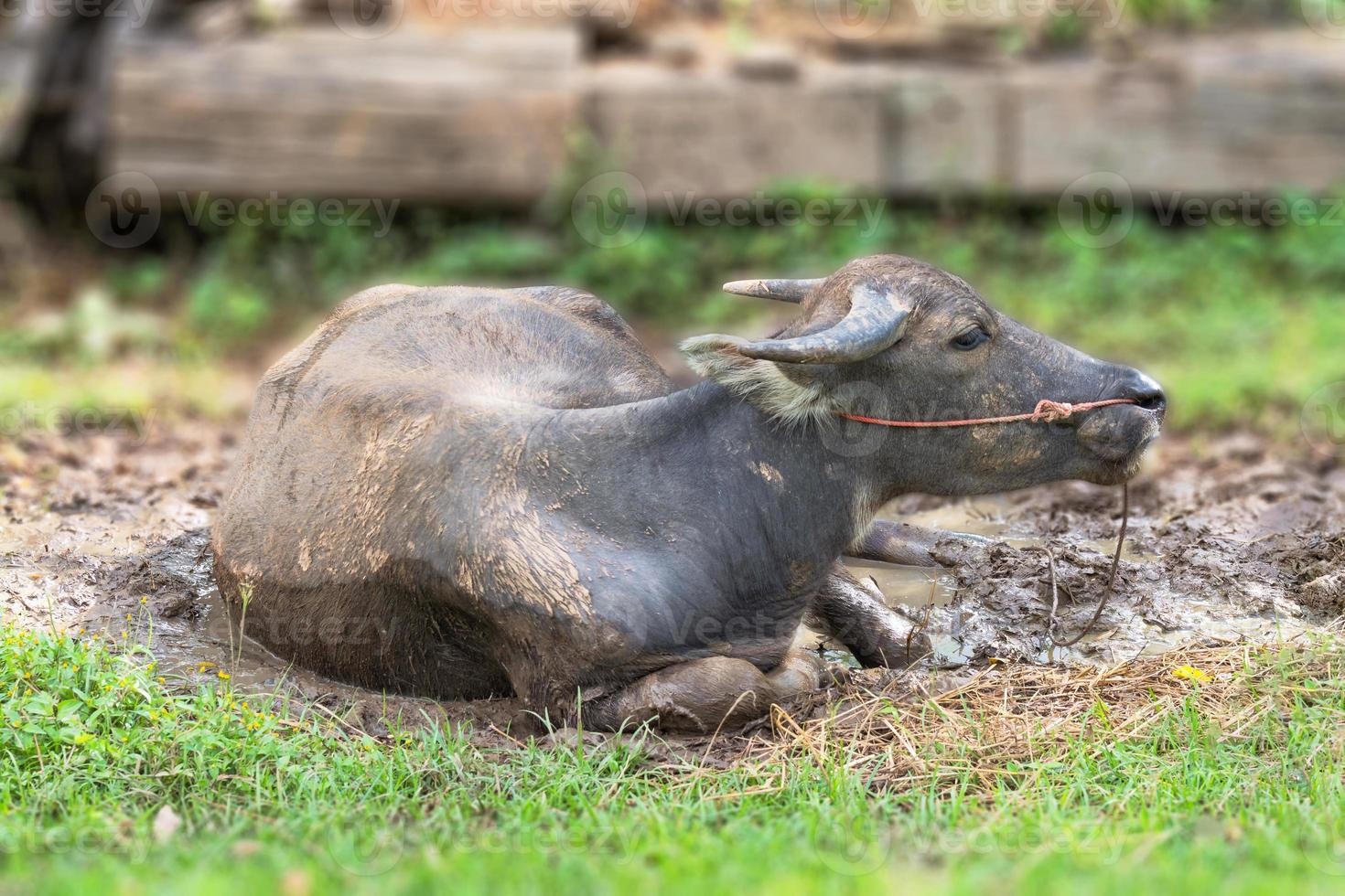 Swamp buffalo lying in the sun hot. photo