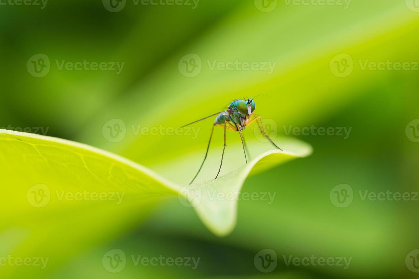 insects on leaf in green background photo