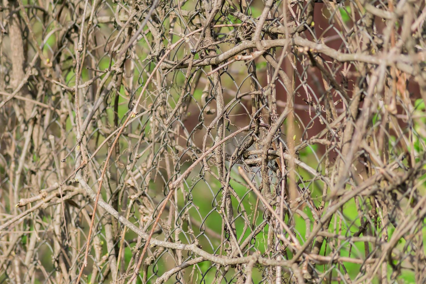 homemade fence made of branches and metal photo