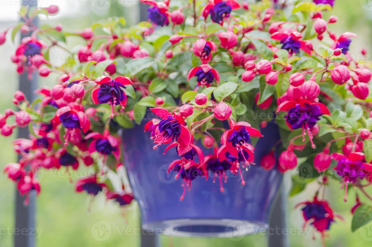 primer plano de fucsia, flor colgante en maceta púrpura. foto