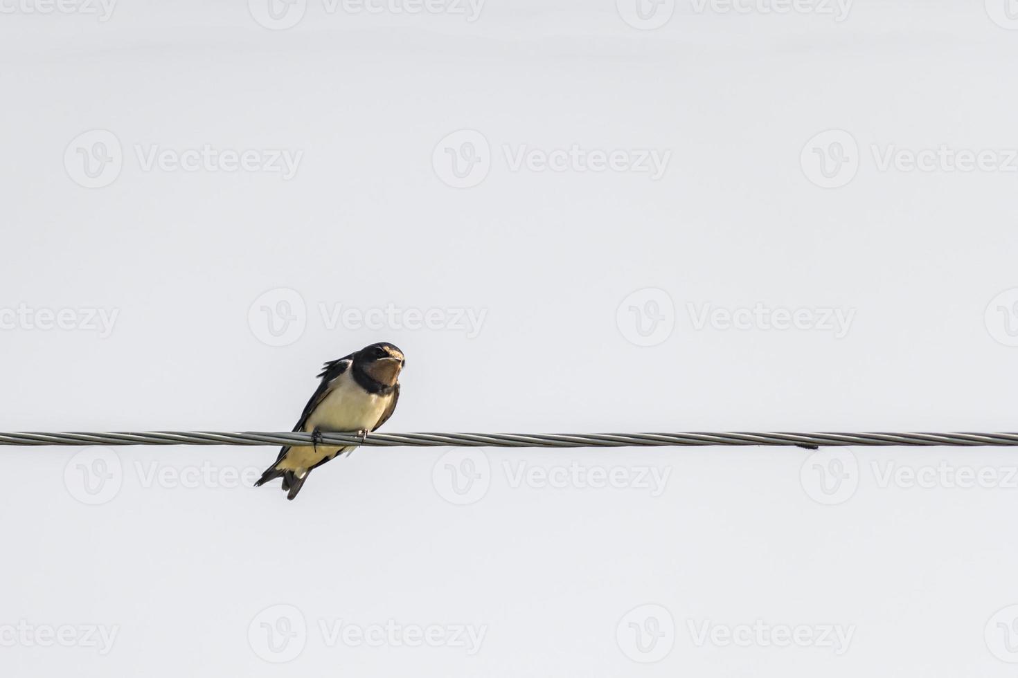 portrait of swallow sitting on wire on white background photo