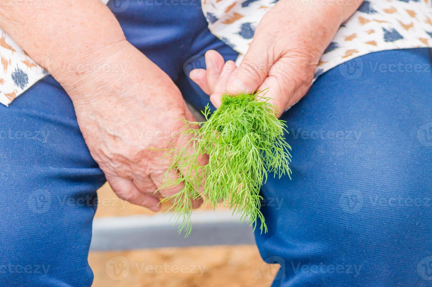 old woman holds a buch of dill in her hands photo