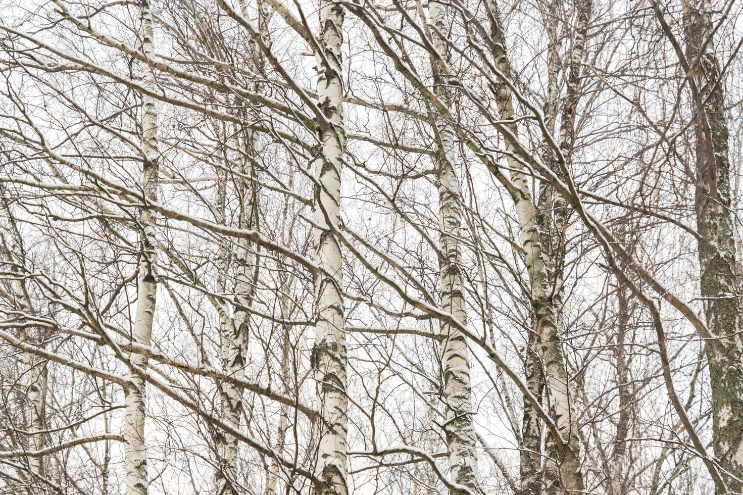 Russian winter birch forest photo