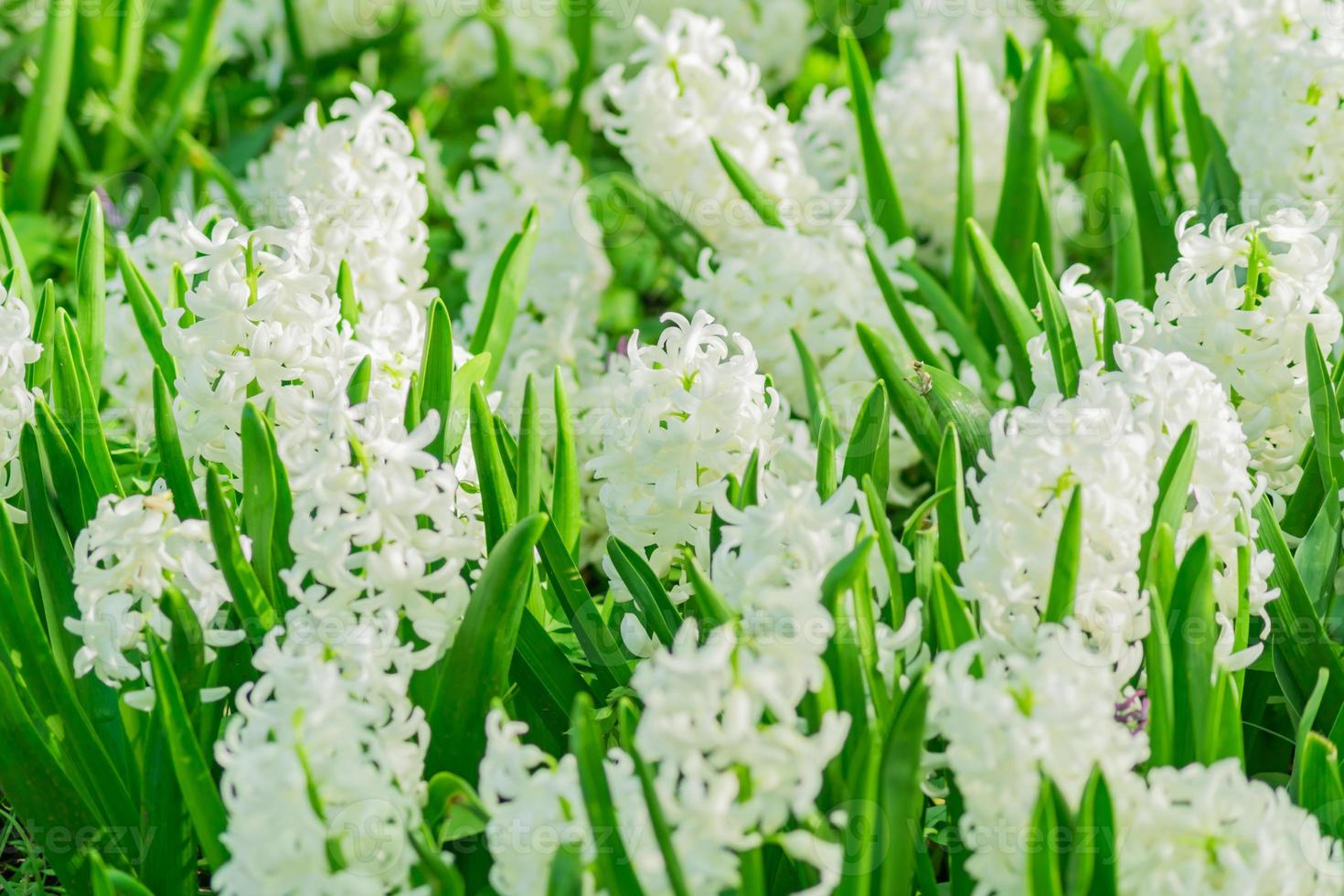campo de flores blancas de jacinto en flor en el jardín de primavera  9981574 Foto de stock en Vecteezy