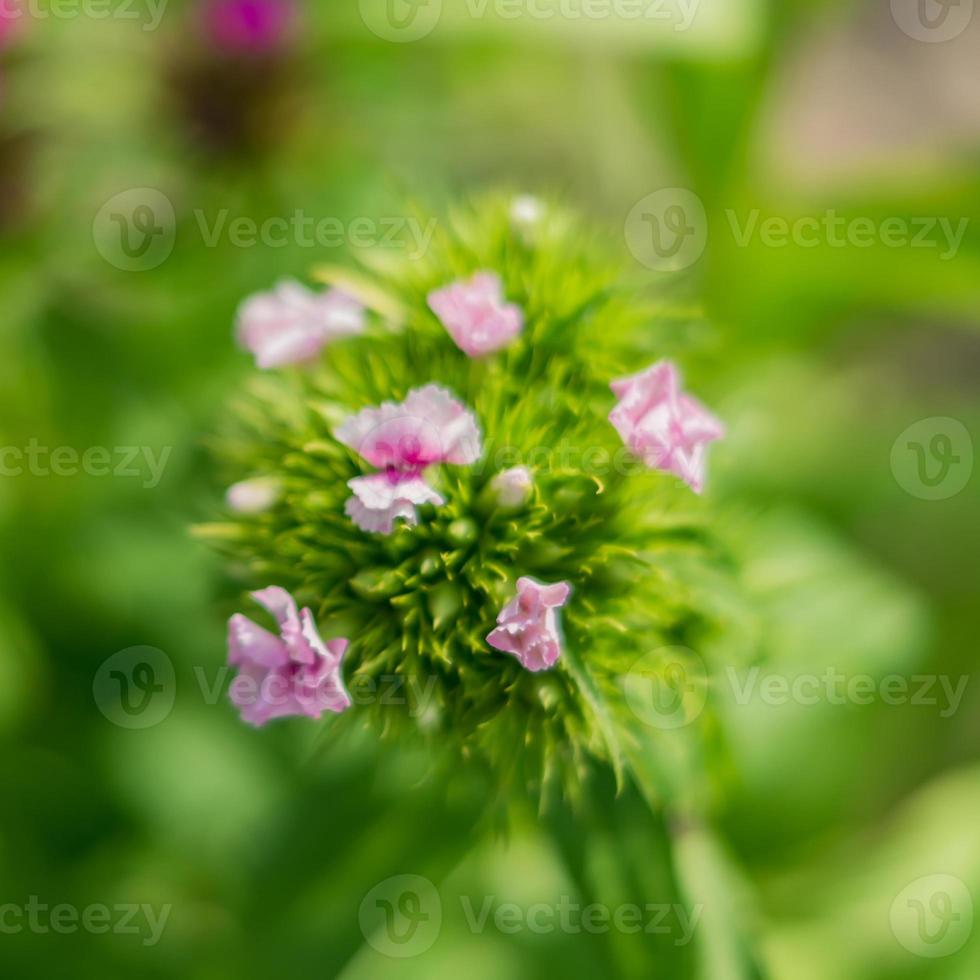 Cerca de la flor de clavel chino sobre fondo natural 9981583 Foto de stock  en Vecteezy