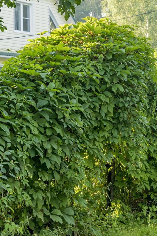 closed Metal Gate And Virginia Creeper Parthenocissus Quinquefolia Covered Fences In Summer Garden. photo