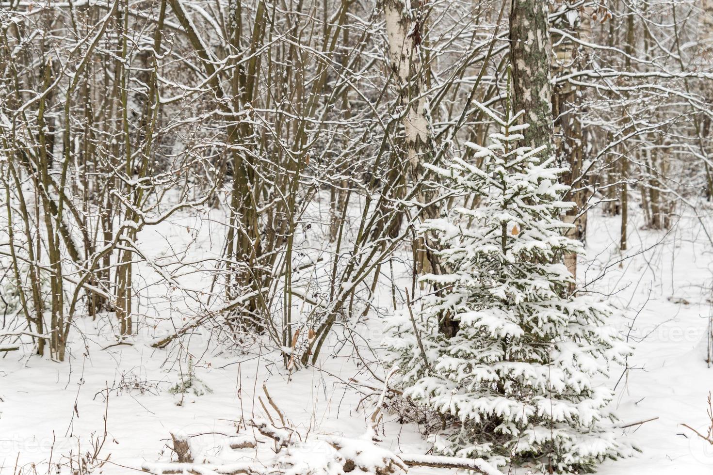 Russian winter birch forest photo