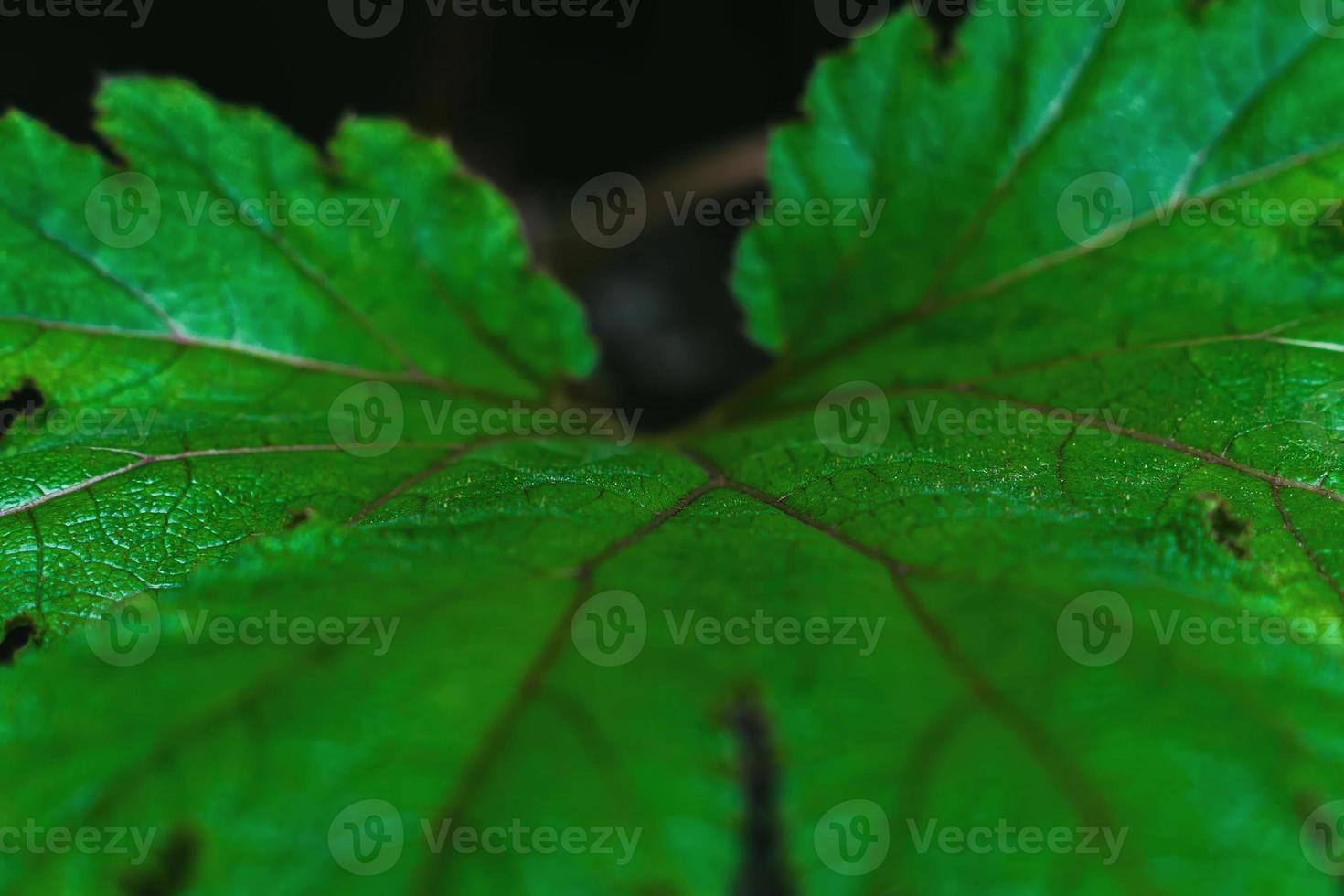 closeup of green leaf for background. Selective focus photo