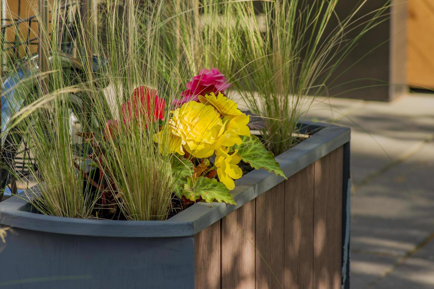 Numerous bright flowers of tuberous begonias Begonia tuberhybrida in park flowerbed photo