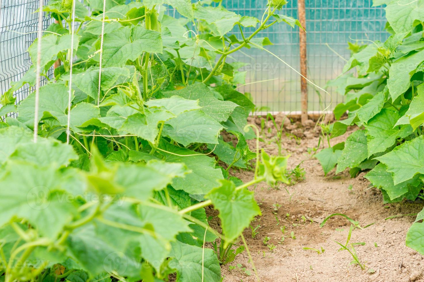 growing cucumbers in greenhouse 9982025 Stock Photo at Vecteezy