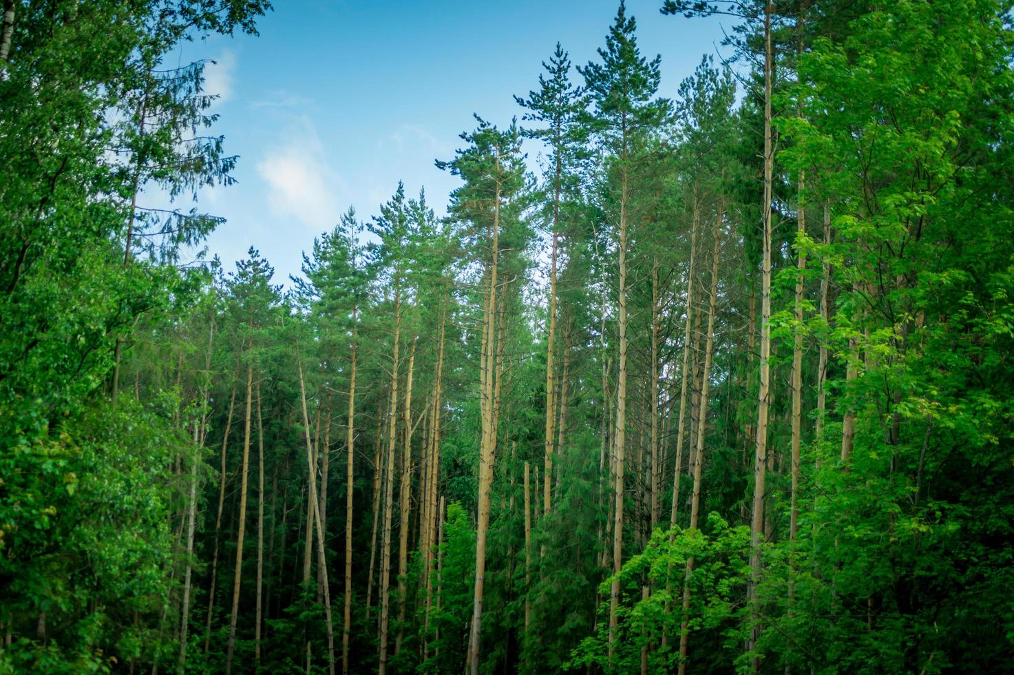 paisaje de bosque de pinos foto