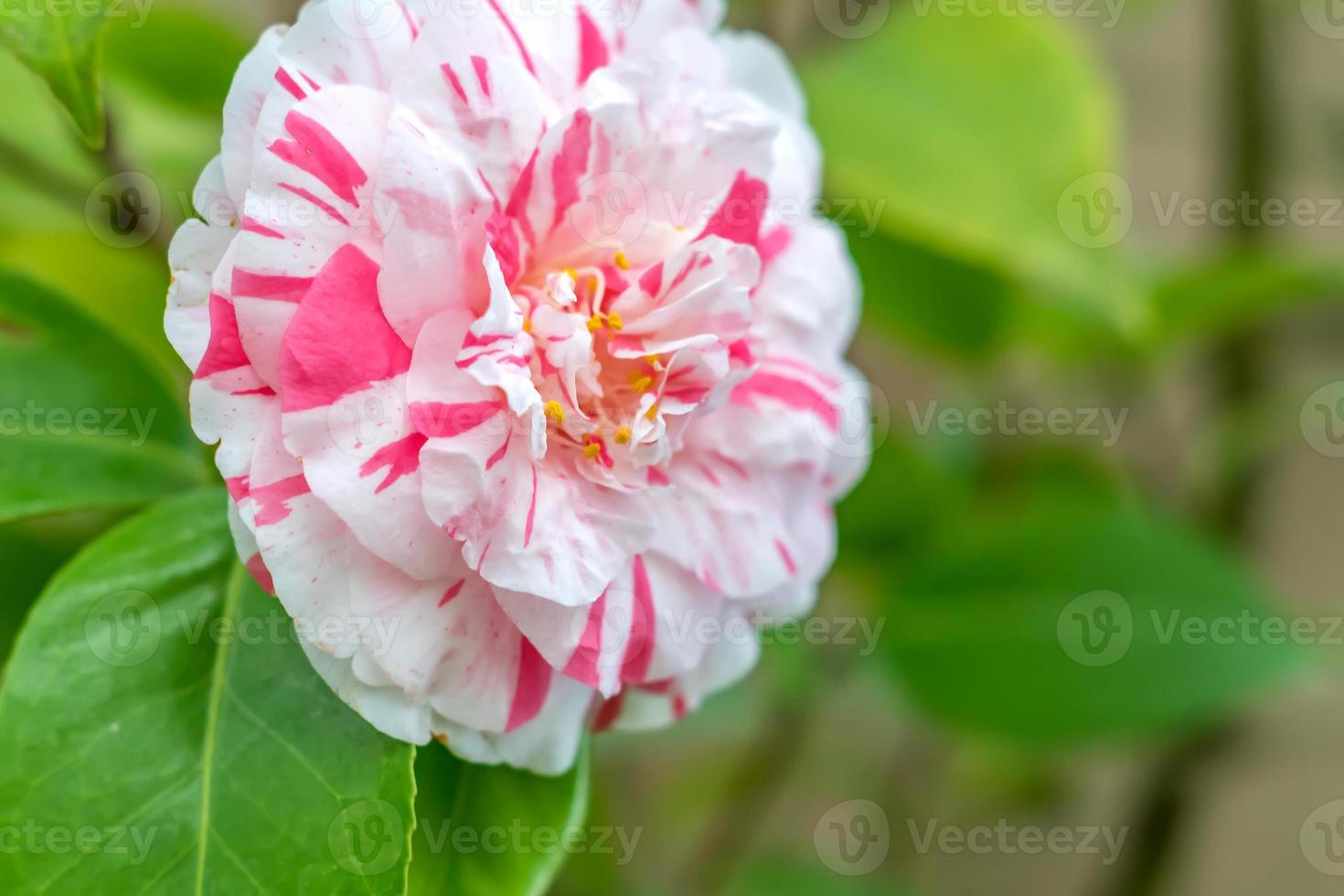 hermosa flor de camelia foto