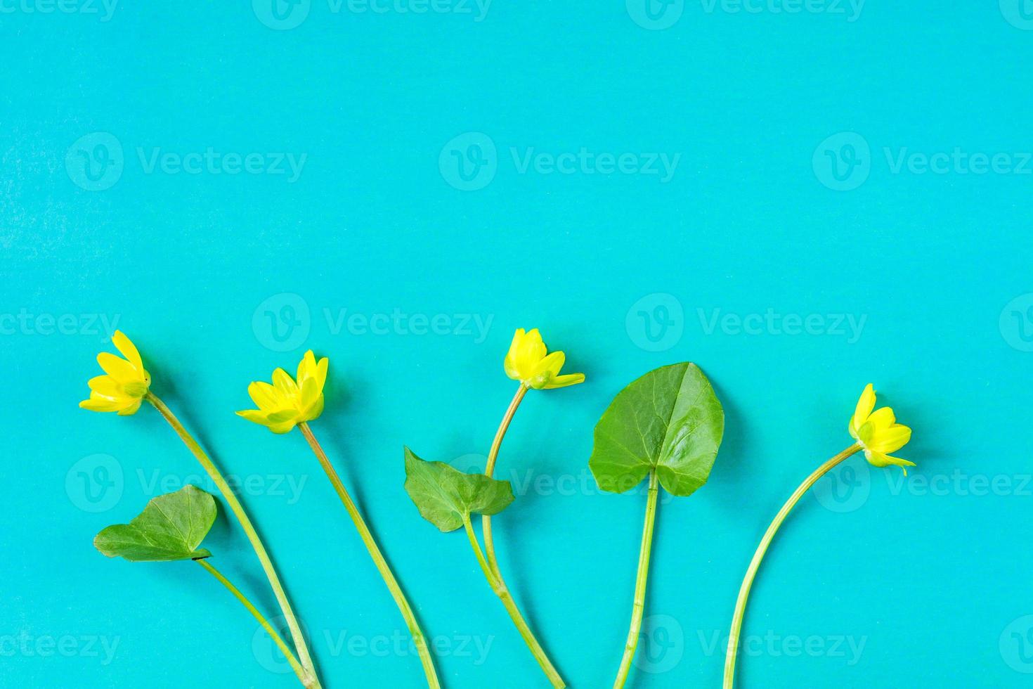 ficaria verna sobre fondo azul, primera flor de primavera, patrón de colores foto