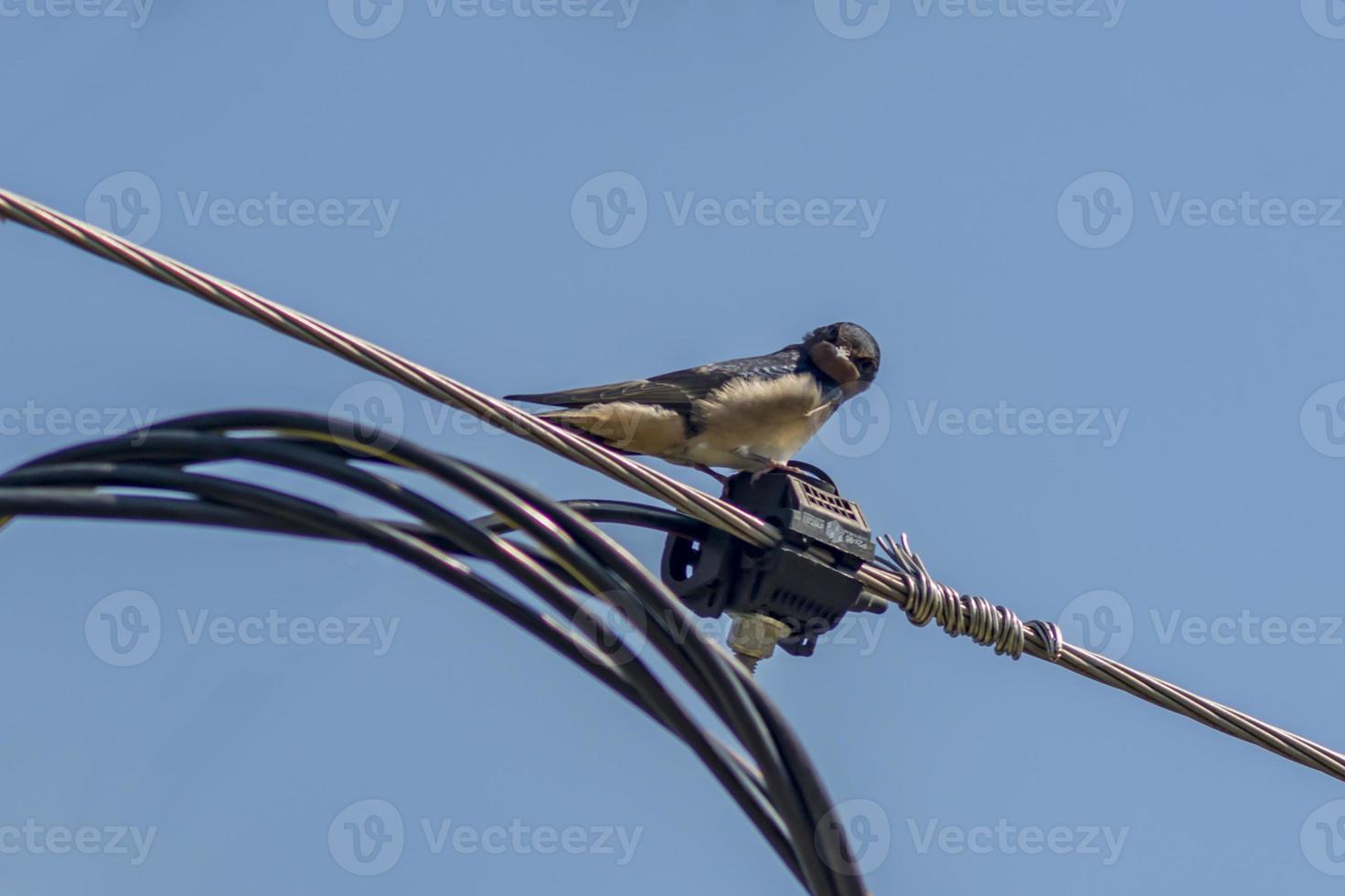 swallow in wire against blue sky photo