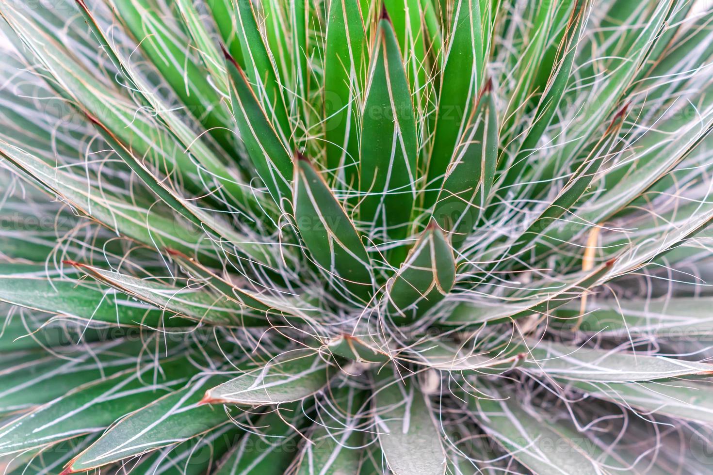 Closeup view of green cactus as a background photo
