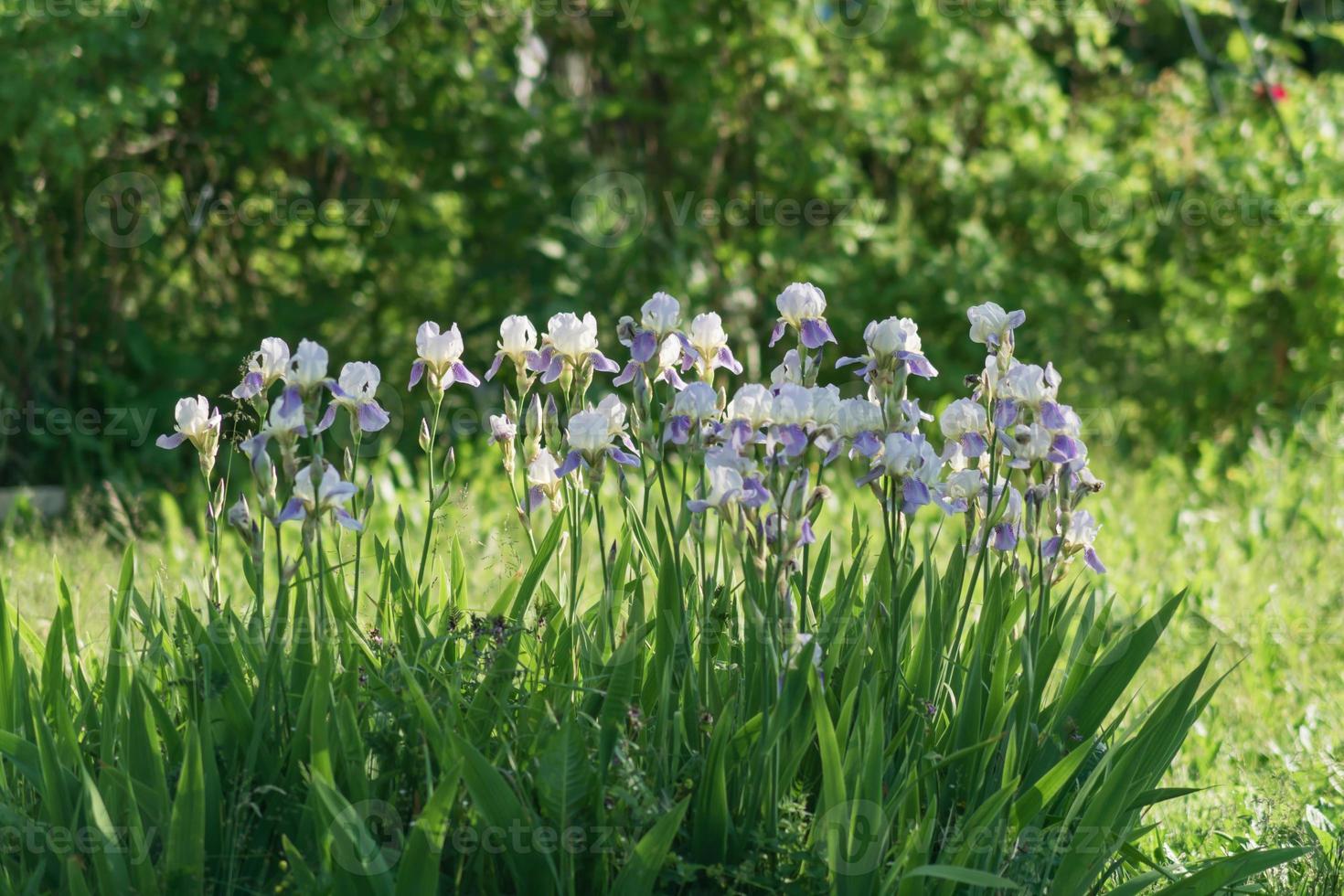 macizo de flores de iris azul y blanco en flor en el jardín 9982302 Foto de  stock en Vecteezy