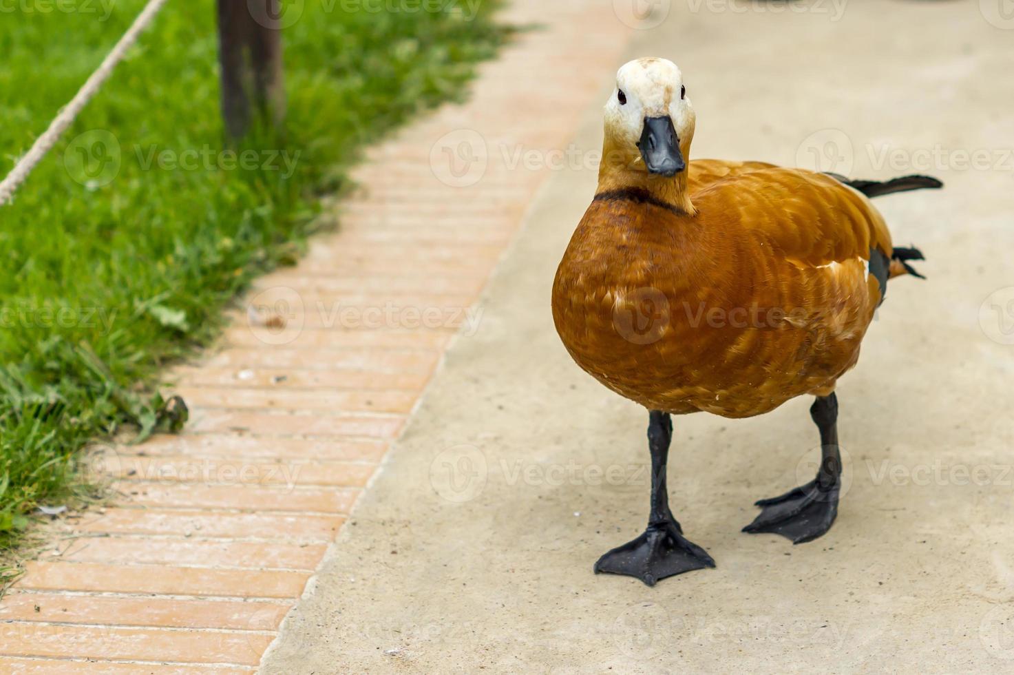 Wild duck walking on grass near the pond photo