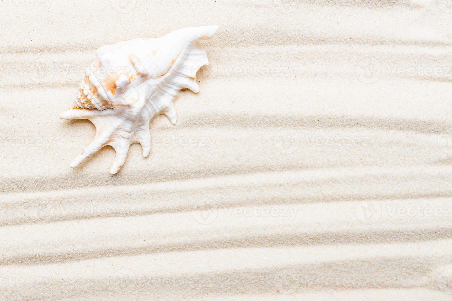 Sea shell on sand. Summer beach background with copy space. Top view. Summer frame boarder. photo