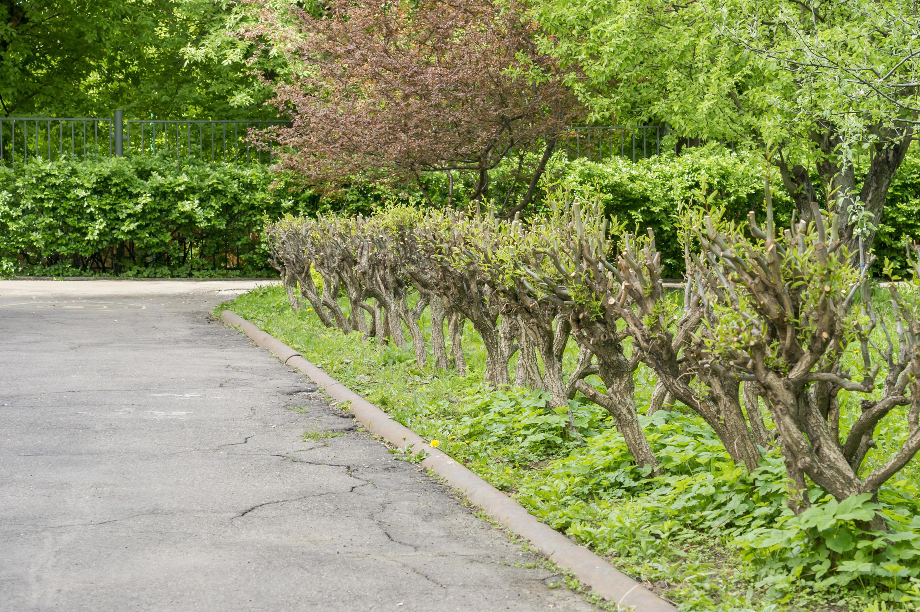different types of bush fence in spring park. 9982358 Stock Photo at