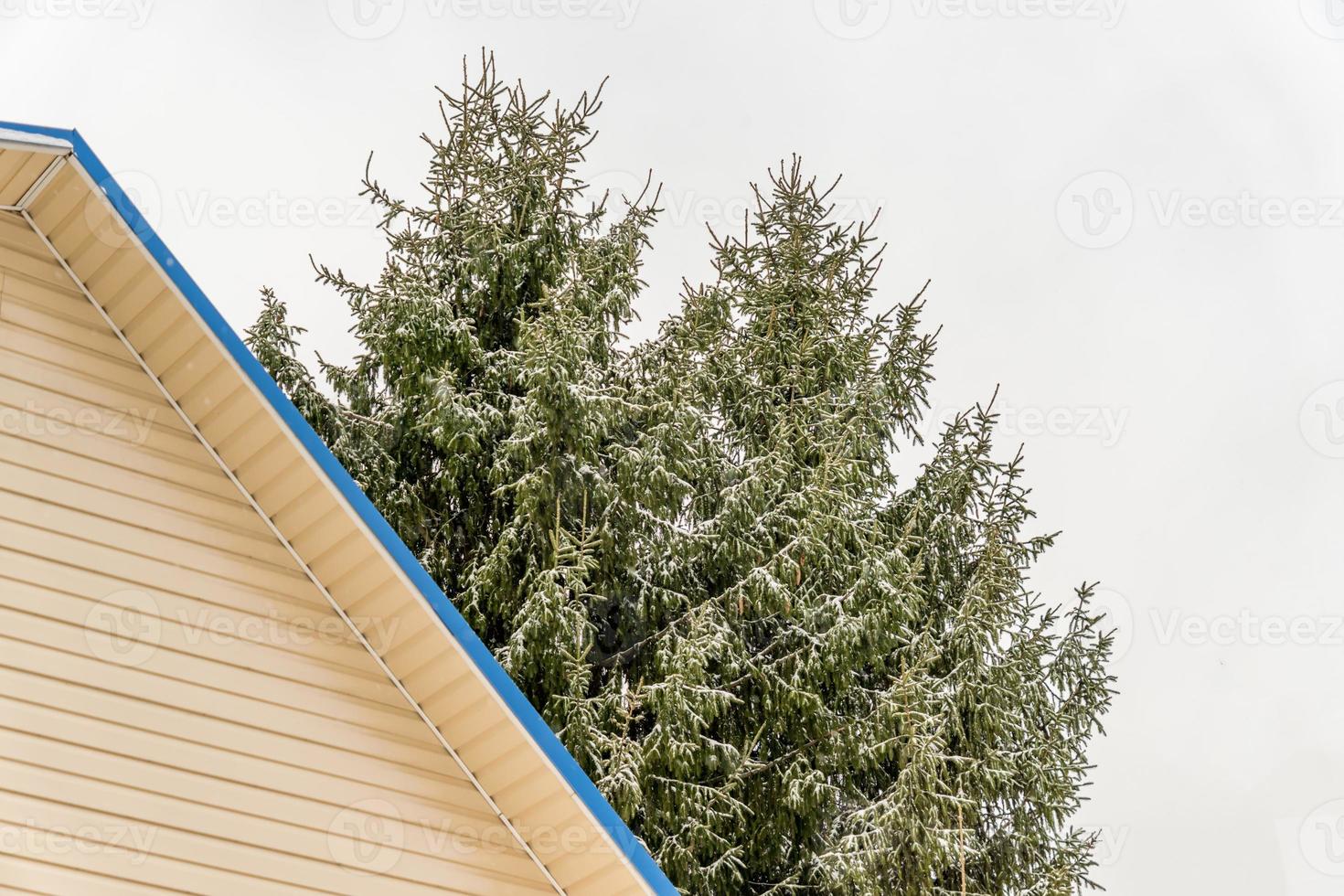 Snow covered spruces behind the house in countryside photo