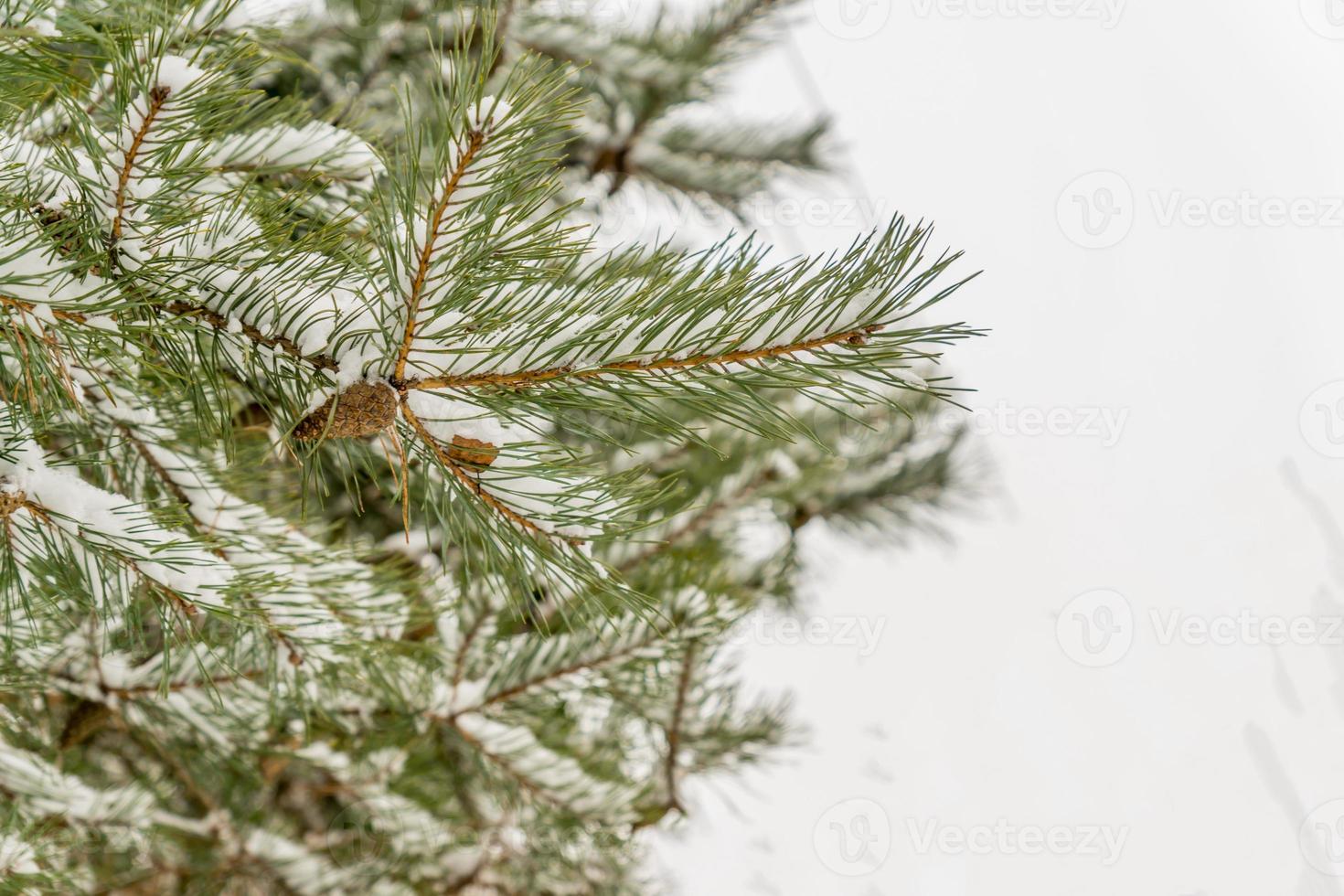 Fir branch with pine cones covered with snow. photo