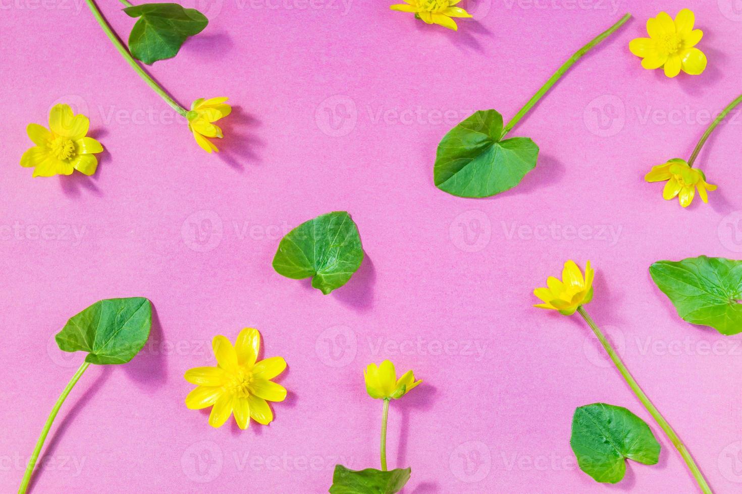 Ficaria verna on pink background, first spring flower, colorful pattern photo