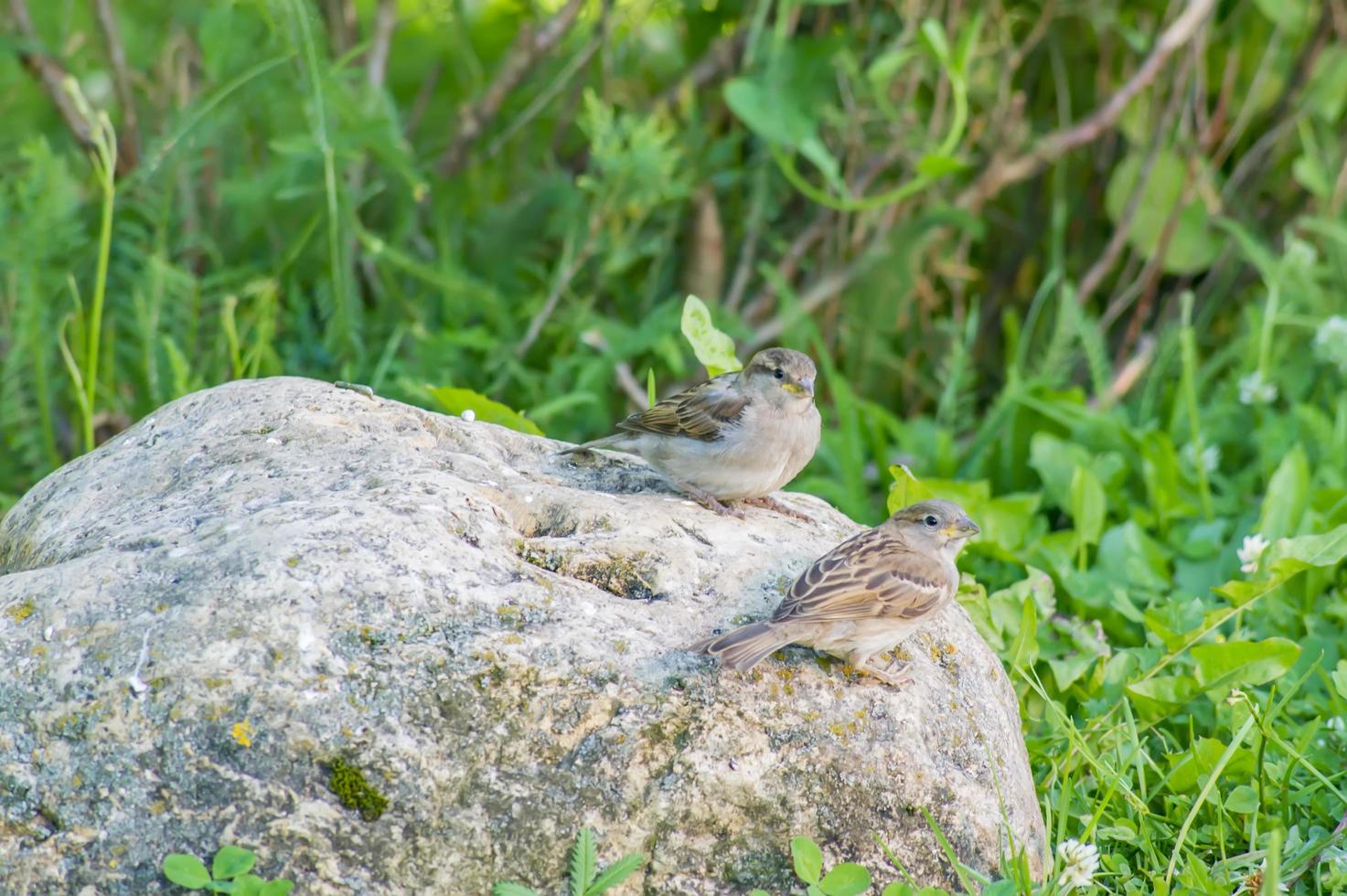 two sparrows sitting on big grey stone on green background photo