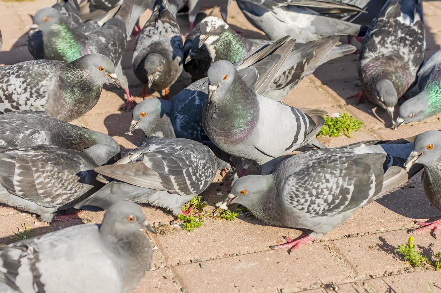 pigeons fight over food photo