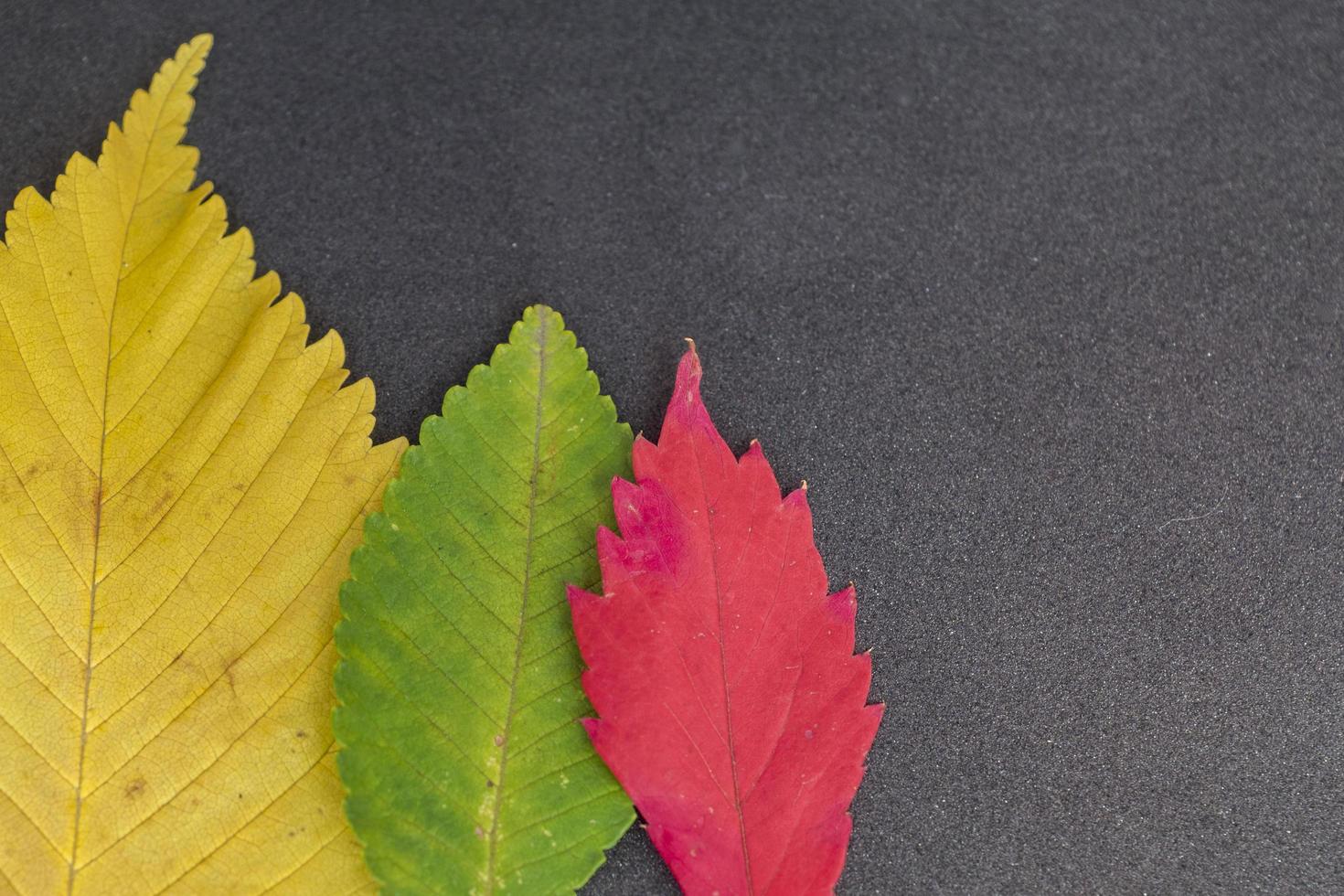 red, green and orange leaves of elm tree on grey background photo