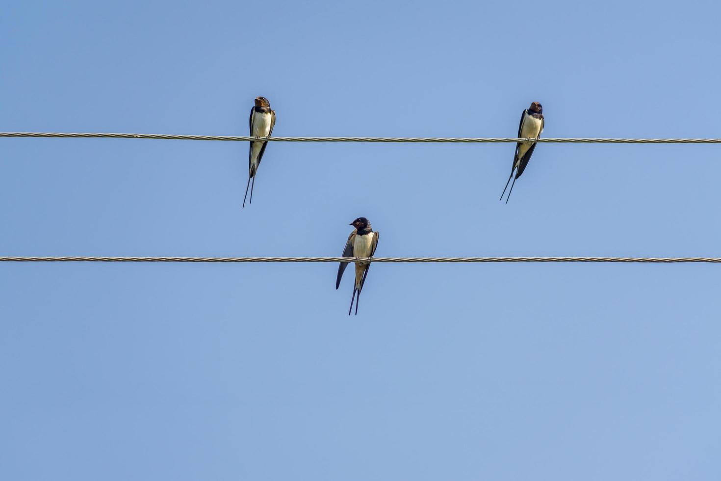 swallows sitting on wires against blue sky in a sunny day photo