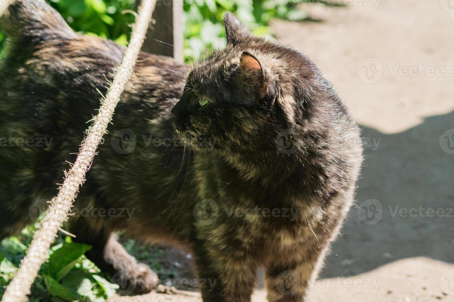 black and brown cat loocking back on the street photo