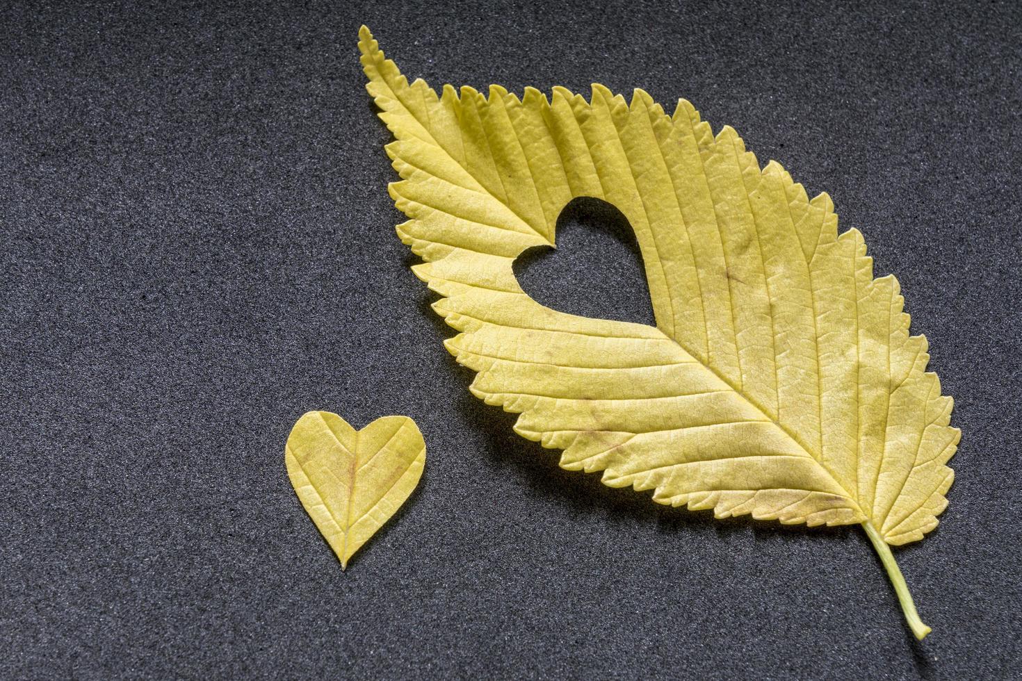 yellow elm leaf with cut heart on grey background photo