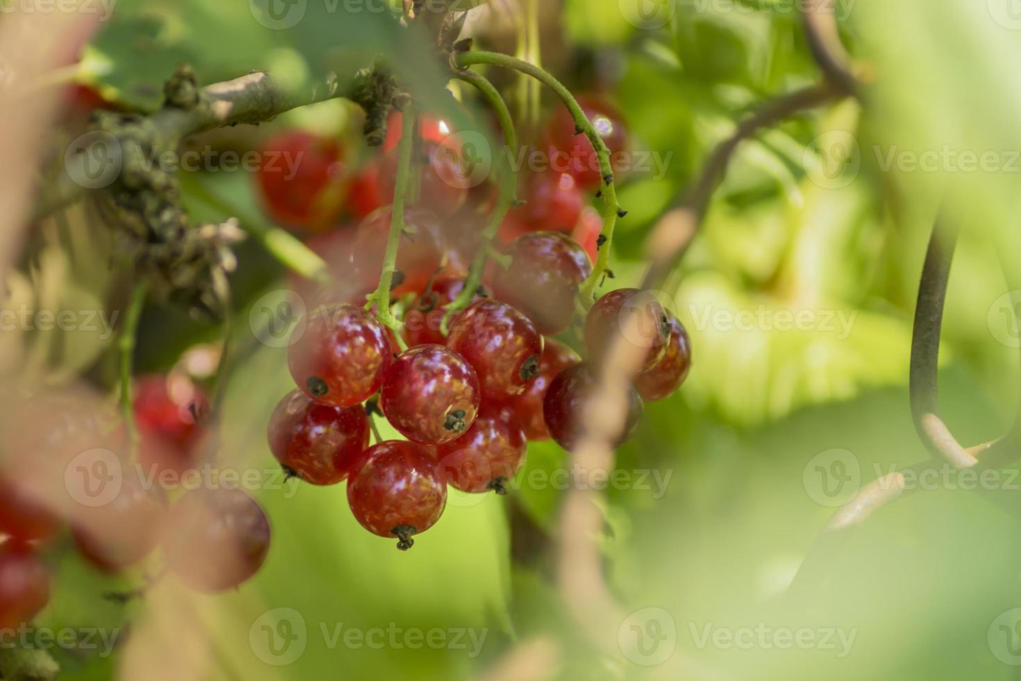 bush of red currant in a garden. photo