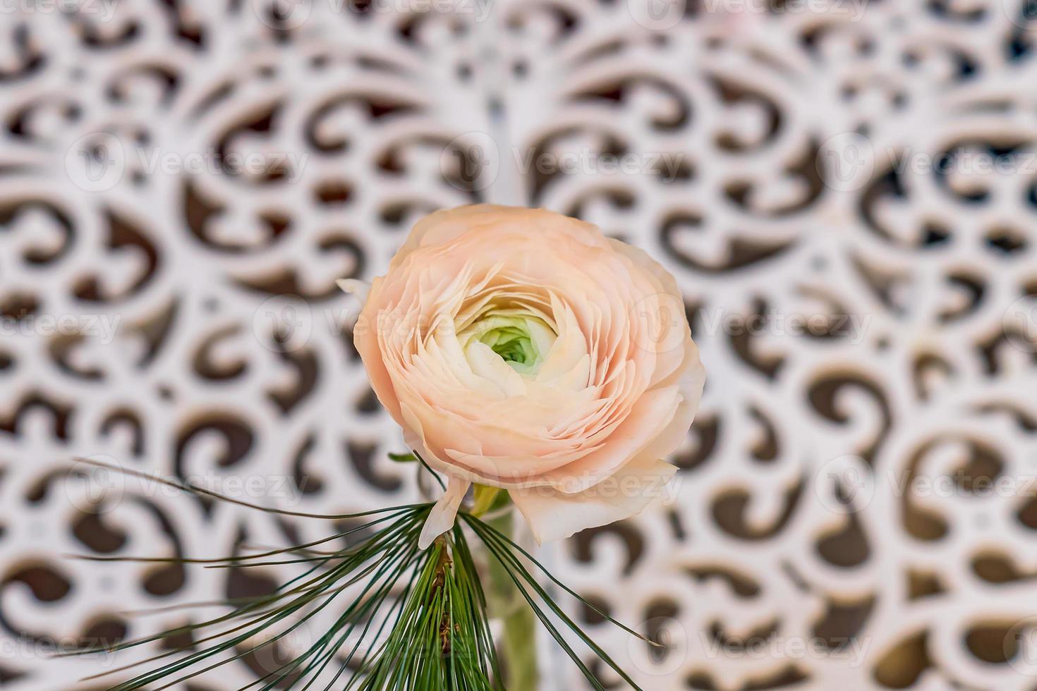 Pink Ranunculus single flower close up view on white carved background. photo