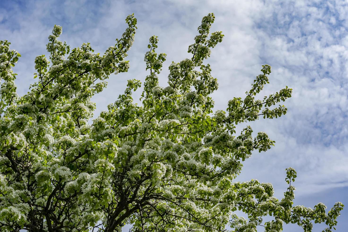Pear tree blossom. white flowers on branch photo
