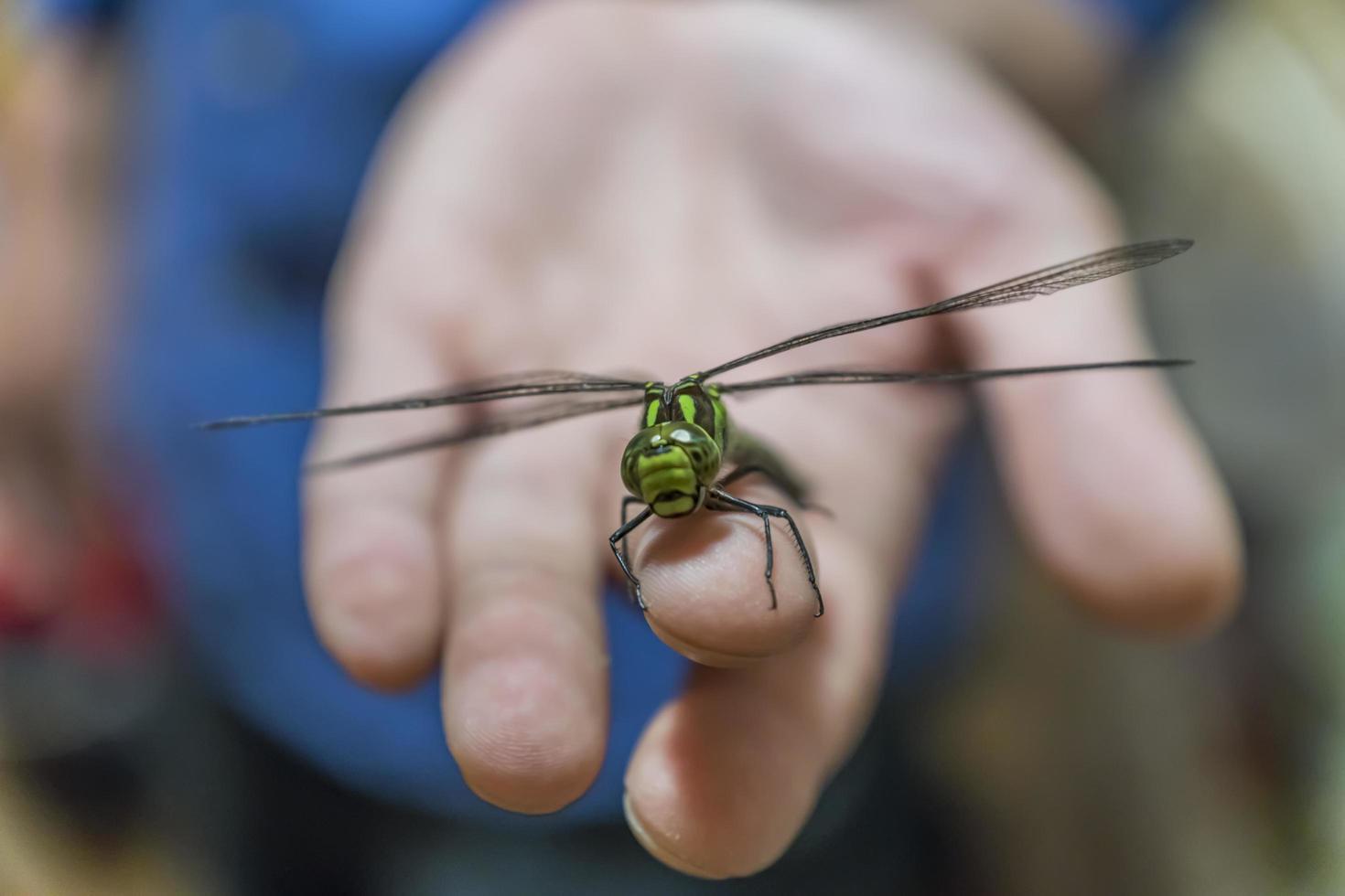 green dragonfly sitting on man's finger photo