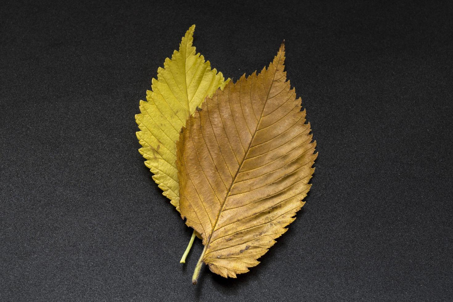 colorful autumn elm tree leaves on black background photo