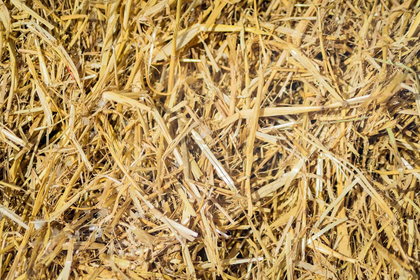 hay background texture photo