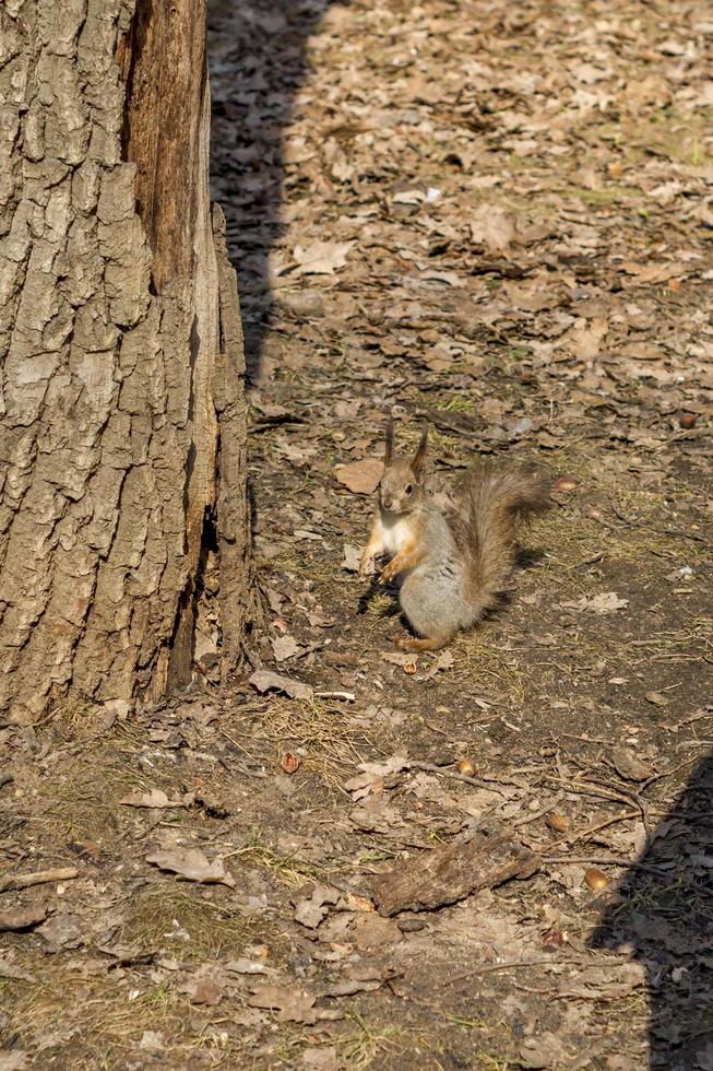 una ardilla está lista para trepar al árbol foto