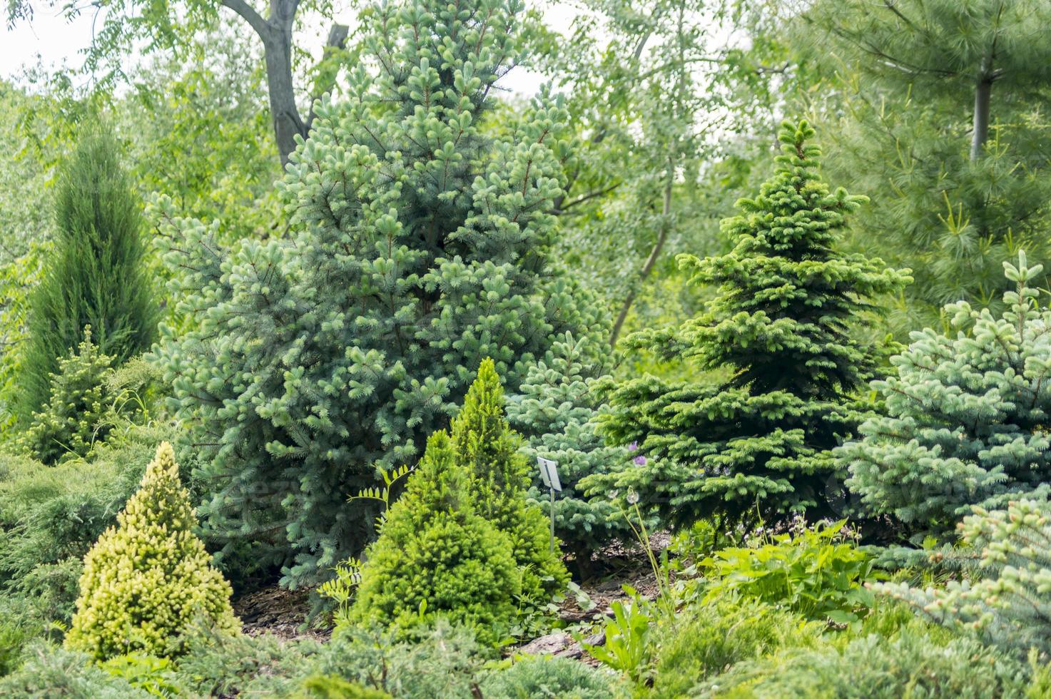 Coniferous hill. Landscape design photo