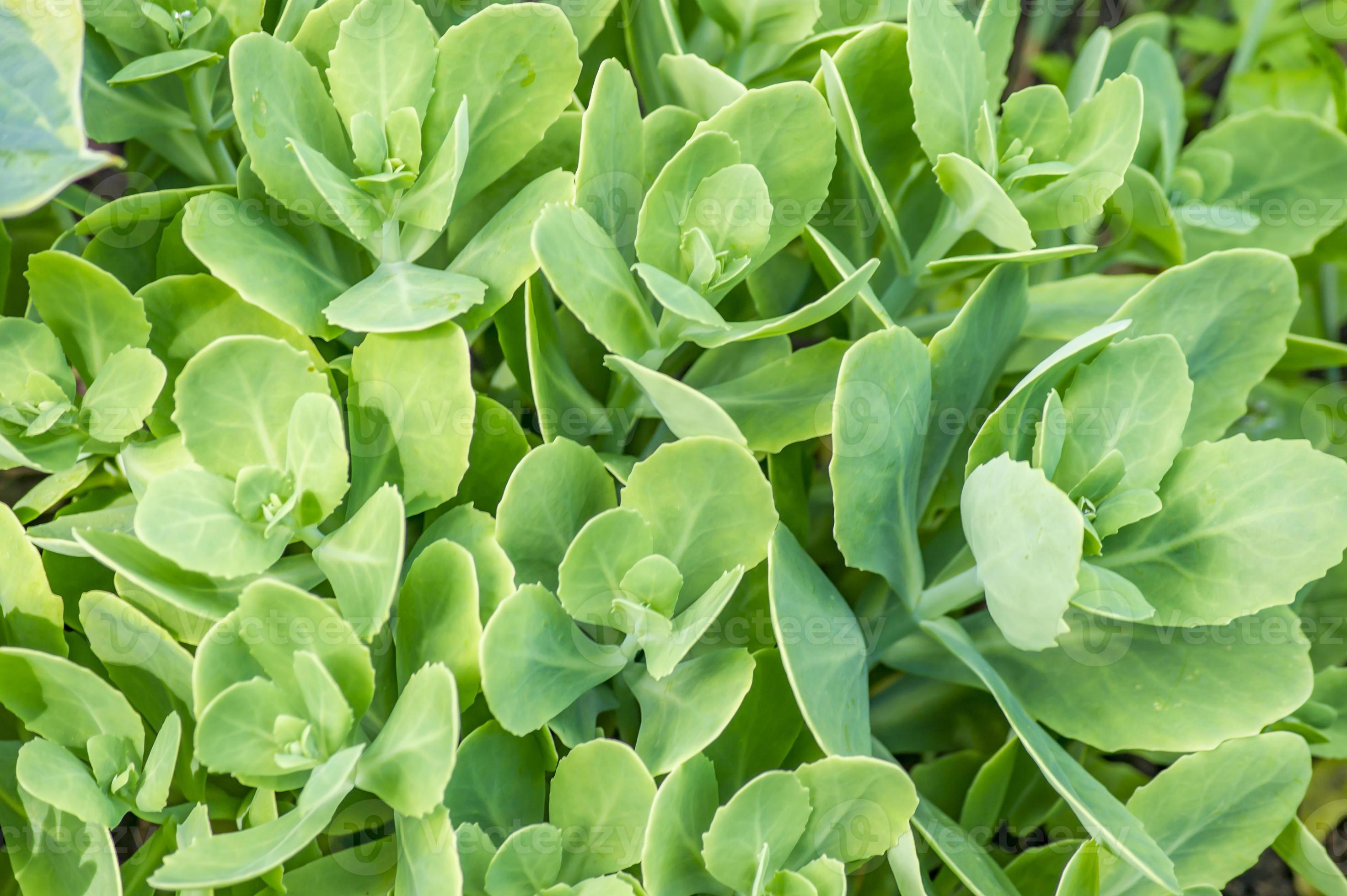 Image of Sedum spectabile ornamental plant